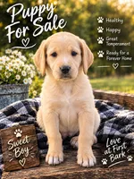 Brownie, a female Goldendoodle for sale in Lincolnton, GA – 1 of 1