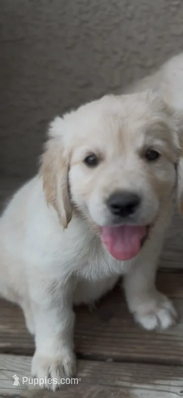 Bailey – Golden Retriever puppy for sale in Campo, CA