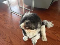 Oreo, a male Shih Tzu for sale in Bristow, VA – 2 of 3