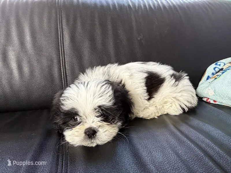 SPOT – Shih Tzu puppy for sale in Bristow, VA