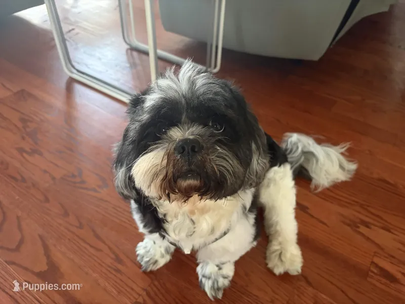 Oreo – Shih Tzu puppy for sale in Bristow, VA