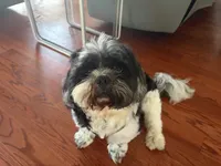 Oreo, a male Shih Tzu for sale in Bristow, VA – 1 of 3