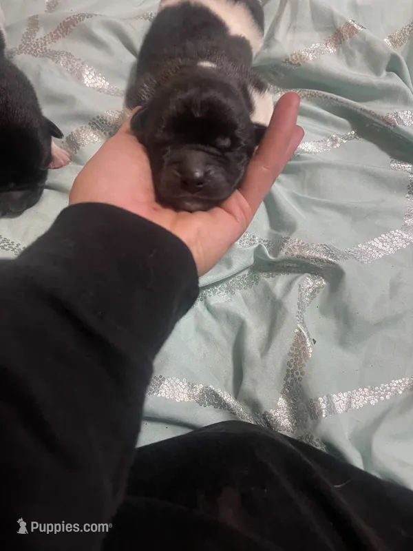 Puppy 6 (Girl) – Akita puppy for sale in Chico, CA