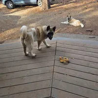 Purple Collar, a female Akita for sale in Chico, CA – 1 of 9