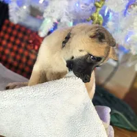 Purple Collar, a female Akita for sale in Chico, CA – 4 of 9