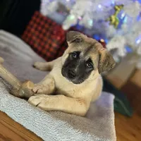Purple Collar, a female Akita for sale in Chico, CA – 7 of 9