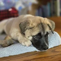 Purple Collar, a female Akita for sale in Chico, CA – 5 of 9