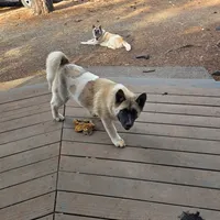 Purple Collar, a female Akita for sale in Chico, CA – 2 of 9