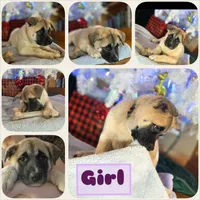 Purple Collar, a female Akita for sale in Chico, CA – 9 of 9