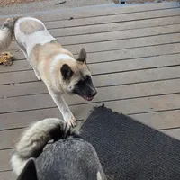 Purple Collar, a female Akita for sale in Chico, CA – 3 of 9