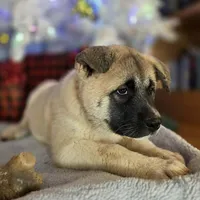 Purple Collar, a female Akita for sale in Chico, CA – 6 of 9