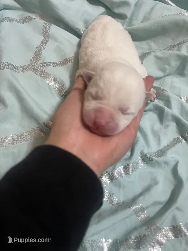 Puppy 1 (Girl) – Akita puppy for sale in Chico, CA