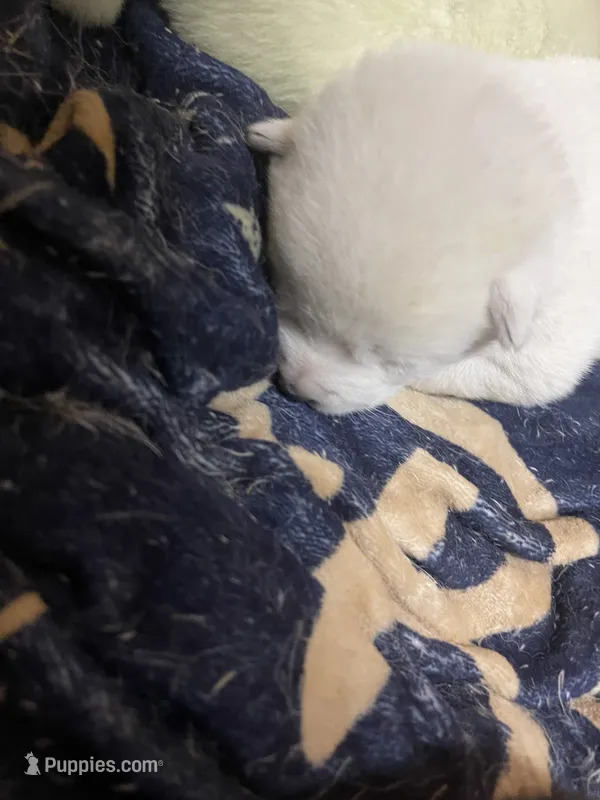 Puppy 1 (Girl) – Akita puppy for sale in Chico, CA
