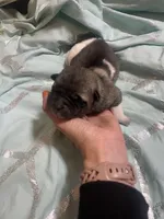 Puppy 8 (Boy), a male Akita for sale in Chico, CA – 1 of 4