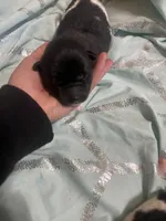 Puppy 7 (Boy), a male Akita for sale in Chico, CA – 2 of 3