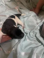 Puppy 5 (Girl), a female Akita for sale in Chico, CA – 1 of 3