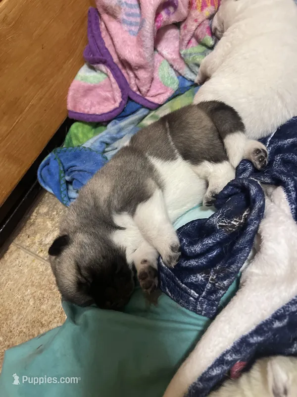 Puppy 8 (Boy) – Akita puppy for sale in Chico, CA