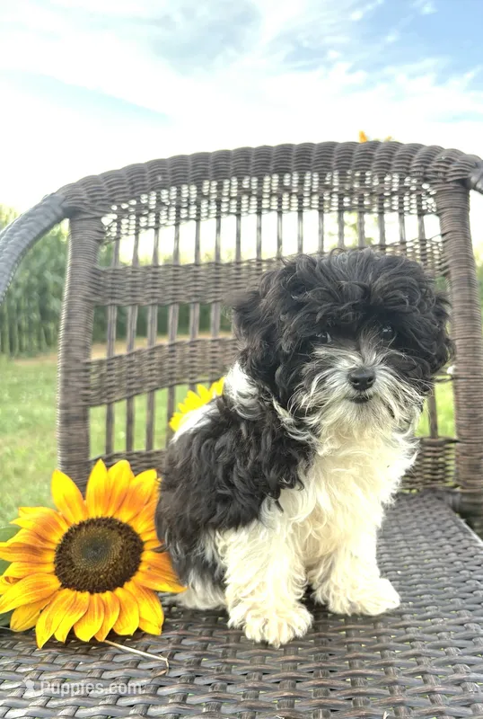 Teacup Star – Cavapoo puppy for sale in West Salem, OH