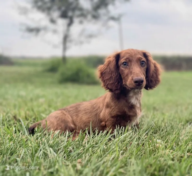 Handsome – Miniature Dachshund puppy for sale in West Salem, OH