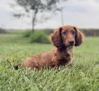Handsome, a male Miniature Dachshund for sale in West Salem, OH – 1 of 4