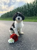 Riley, a male Cavapoo for sale in West Salem, OH – 2 of 6
