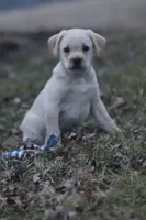 Chase, a male Puggle and Labrador Retriever for sale in West Salem, OH – Photo 3 of 9