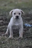 Chase, a male Puggle and Labrador Retriever for sale in West Salem, OH – Photo 7 of 9