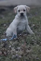 Chase, a male Puggle and Labrador Retriever for sale in West Salem, OH – Photo 5 of 9