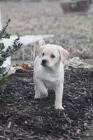 Chase, a male Puggle and Labrador Retriever for sale in West Salem, OH – Photo 1 of 9