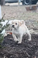 Chase, a male Puggle and Labrador Retriever for sale in West Salem, OH – Photo 4 of 9