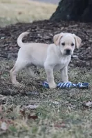 Chase, a male Puggle and Labrador Retriever for sale in West Salem, OH – Photo 9 of 9