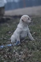 Chase, a male Puggle and Labrador Retriever for sale in West Salem, OH – Photo 6 of 9