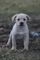 Chase, a male Puggle and Labrador Retriever for sale in West Salem, OH – Photo 2 of 9