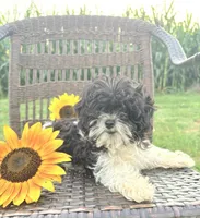 Teacup Star, a female Cavapoo for sale in West Salem, OH – 5 of 6