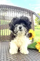 Teacup Star, a female Cavapoo for sale in West Salem, OH – 2 of 6