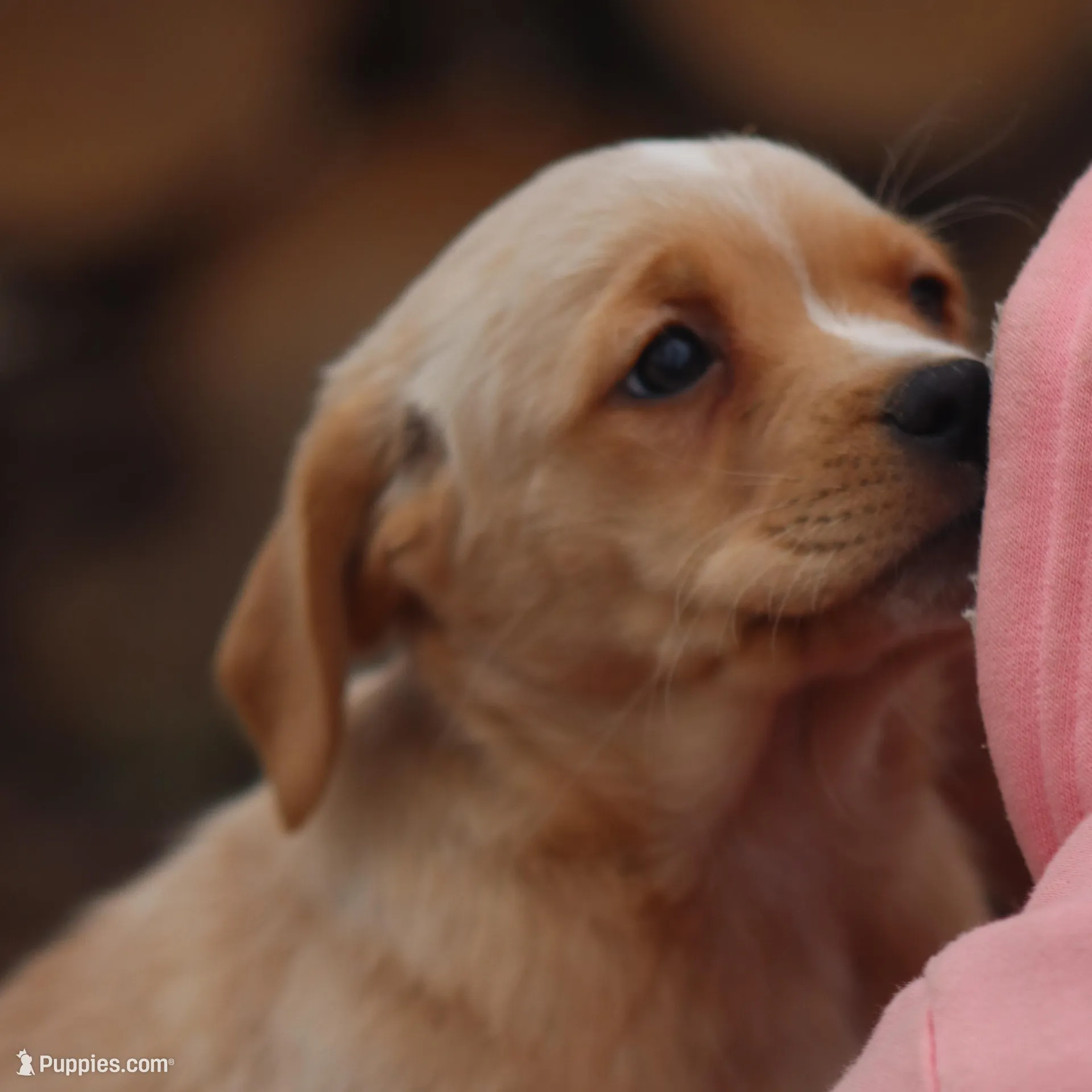 Everest, a female Puggle and Labrador Retriever for sale in West Salem, OH – Photo 5 of 5