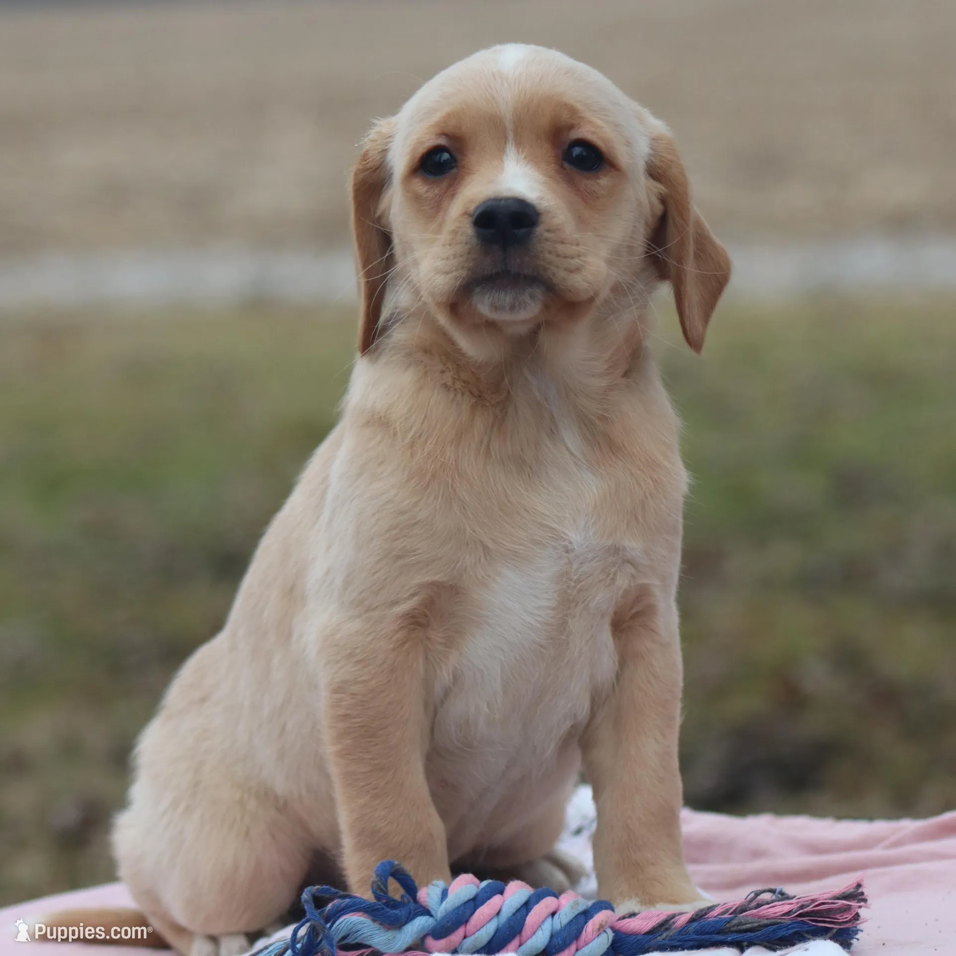 Everest, a female Puggle and Labrador Retriever for sale in West Salem, OH – Photo 2 of 5