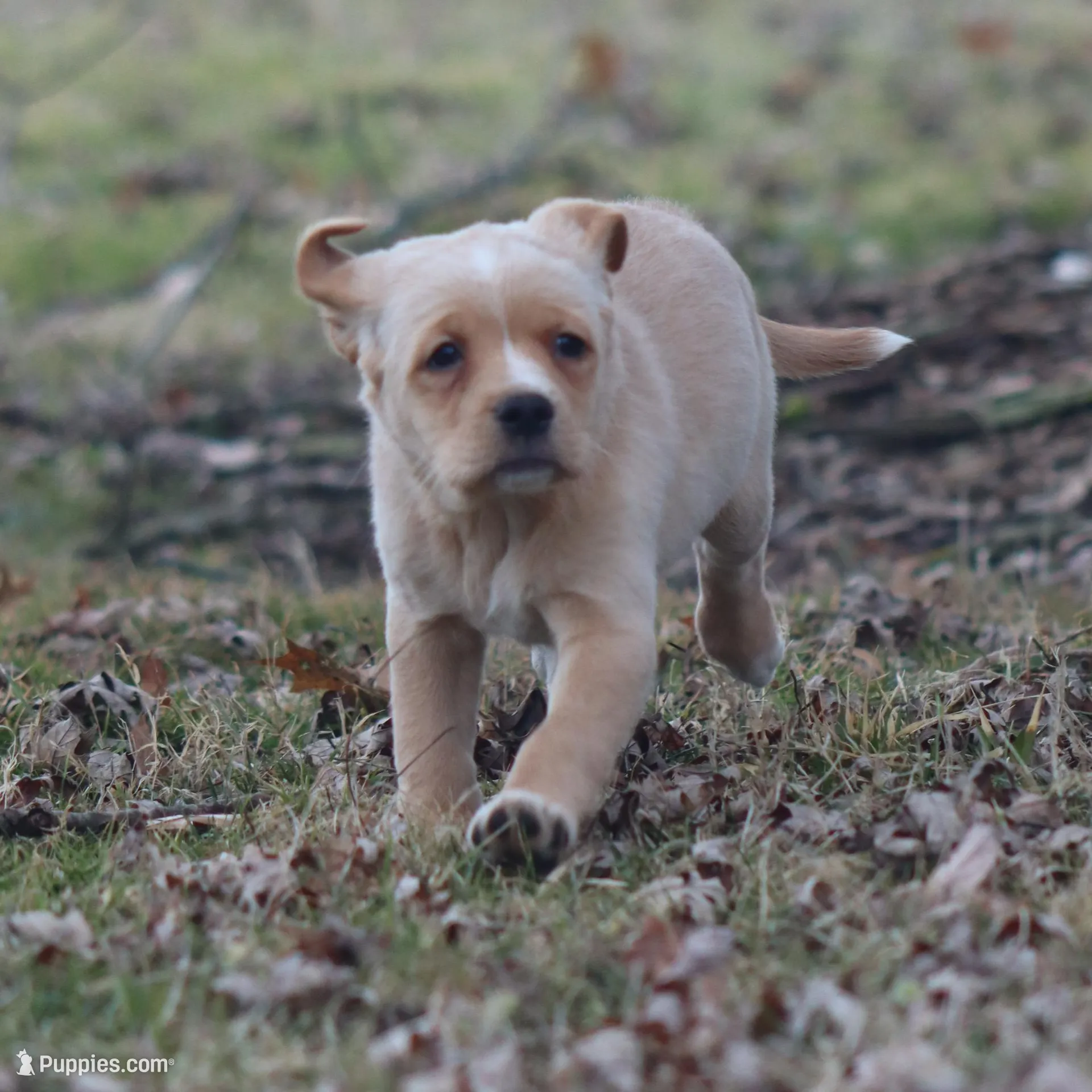Everest, a female Puggle and Labrador Retriever for sale in West Salem, OH – Photo 4 of 5