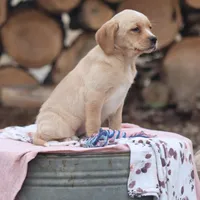 Everest, a female Puggle and Labrador Retriever for sale in West Salem, OH – Photo 3 of 5