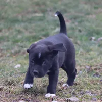 Boots, a female Puggle and Labrador Retriever for sale in West Salem, OH – Photo 3 of 5