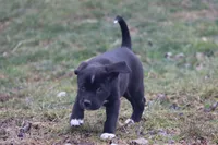 Boots, a female Puggle and Labrador Retriever for sale in West Salem, OH – Photo 3 of 5