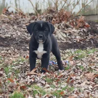 Boots, a female Puggle and Labrador Retriever for sale in West Salem, OH – Photo 5 of 5