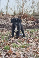 Boots, a female Puggle and Labrador Retriever for sale in West Salem, OH – Photo 5 of 5