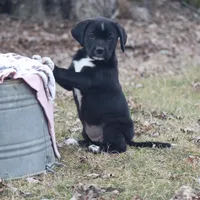 Boots, a female Puggle and Labrador Retriever for sale in West Salem, OH – Photo 2 of 5