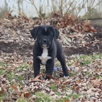Boots, a female Puggle and Labrador Retriever for sale in West Salem, OH – Photo 1 of 5