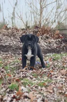 Boots, a female Puggle and Labrador Retriever for sale in West Salem, OH – Photo 1 of 5