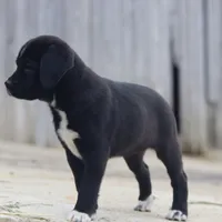 Boots, a female Puggle and Labrador Retriever for sale in West Salem, OH – Photo 4 of 5