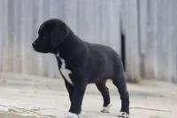 Boots, a female Puggle and Labrador Retriever for sale in West Salem, OH – Photo 4 of 5