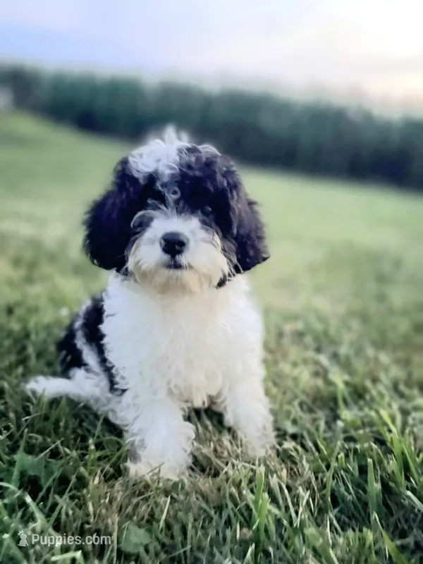 Riley – Cavapoo puppy for sale in West Salem, OH
