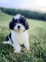 Riley, a male Cavapoo for sale in West Salem, OH – 1 of 3